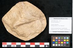 Foto (Objekt + Etikett) von Acer pseudoplatanus L. (NHMW-GEO-2024-0188-11618)